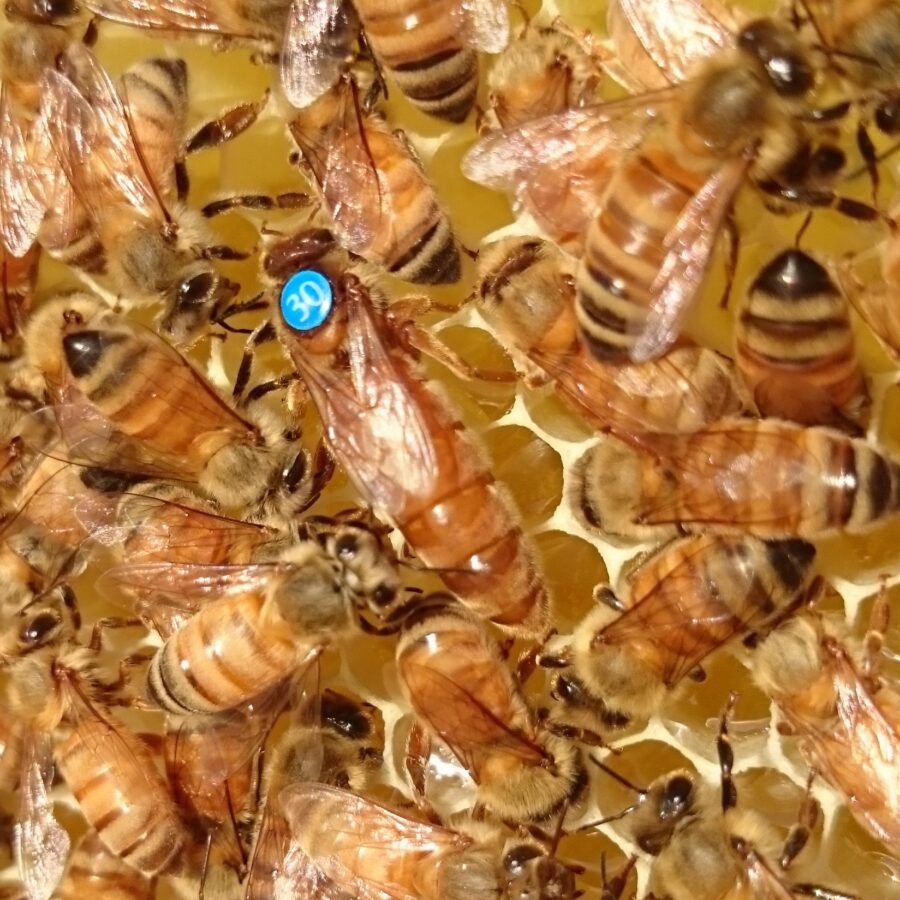 Mesilasema